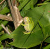 Green Treefrog image